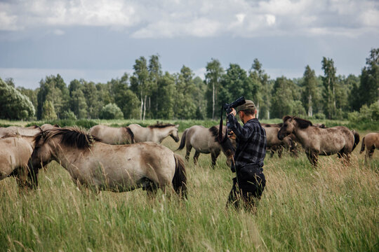 A male photographer in the wild with a camera takes pictures of wild tarpan horses
