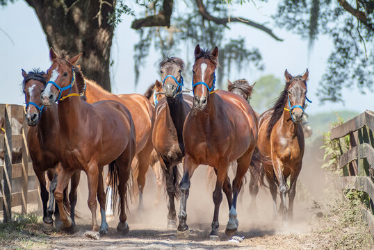 herd of adult female horse mares gallops head on at us