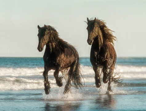 adult male Friesian horses splash head on through ocean shoreline water
