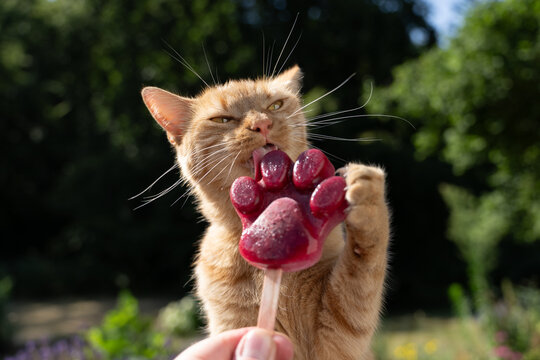 Cat licking homemade paw-shaped pet popsicle to cool down during summer heat, outdoors in garden