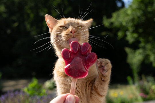 Cat licking homemade paw-shaped pet popsicle to cool down during summer heat, outdoors in garden