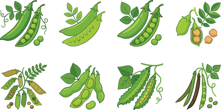 Fresh Green Peas Edamame Chickpeas and Legume Pods Vector Illustration Set