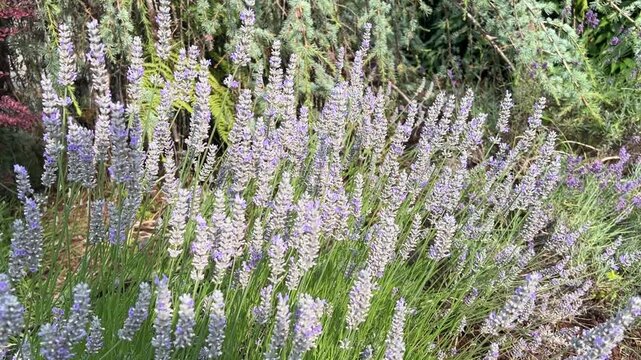 Lavender plants with summer bumble bees flying around