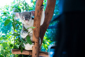 koala in tree © Royce