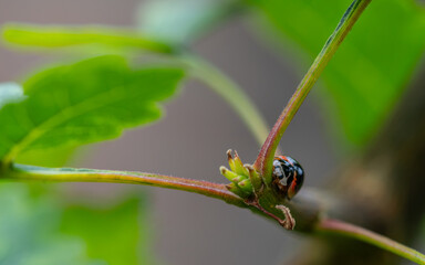 Close-up of a ladybug perched on a green plant stem beside a young bud, with leaves and a softly blurred natural background in selective focus. © Octavio