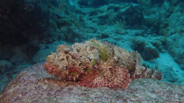 Spotted scorpionfish resting on a rocky coral reef substrate in Key Largo Florida