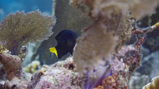 Wild yellowtail damselfish with bright blue spots foraging near fire coral over a coral reef in Key Largo Florida