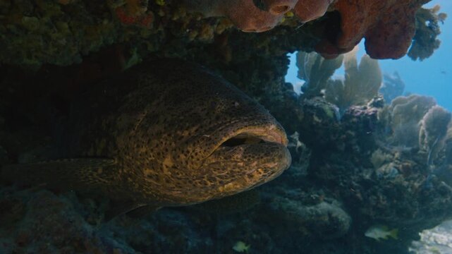 Giant goliath grouper opening its mouth while sheltering beneath a reef ledge next to sea fans