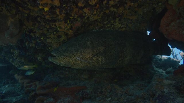 Massive Atlantic goliath grouper under a rocky coral reef overhang in Key Largo Florida