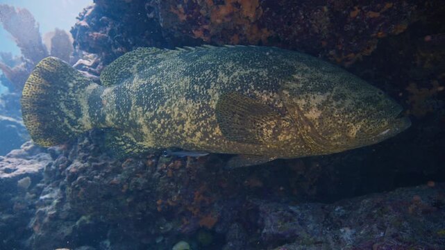 Massive Atlantic goliath grouper under a rocky coral reef overhang in Key Largo Florida