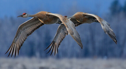 Sandhill Crane Synchronized Flight © Anita