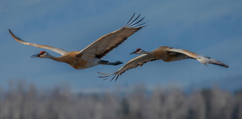 Sandhill cranes in flight © Anita