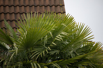 Fan palm leaves growing beside weathered tiled house roof © Florian Dussart