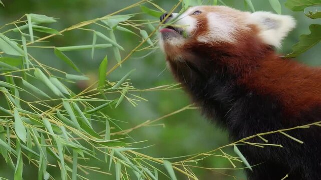 red panda in the zoo