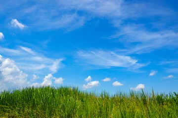Obraz premium 夏草と雲湧く空