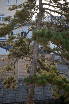 Mature pine tree with cones in an urban residential garden