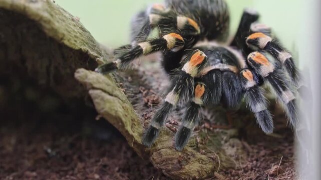 spider on a leaf