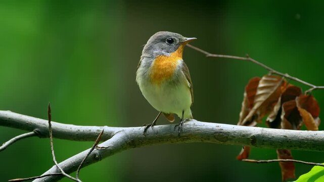 robin on a branch