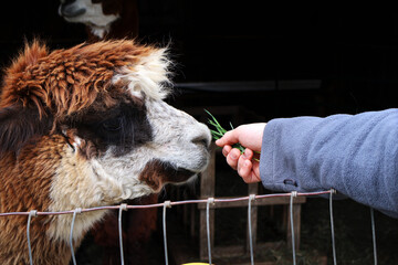 Fototapeta premium alpaca eating