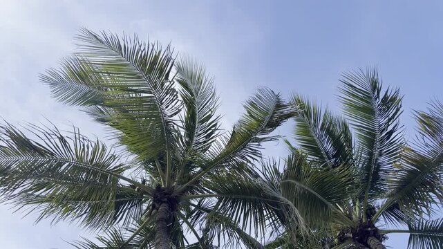 A static horizontal shot looking up through palm fronds swaying gently against a clear blue sky with a few small clouds. Original, unedited silent 4K footage.