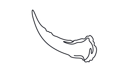 Animal tusk or horn minimalist line art sketch. © Harper