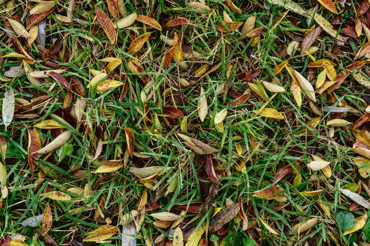 Autumn leaves on green grass background