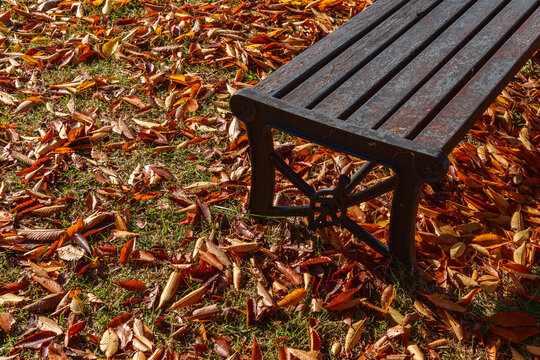 Park bench with autumn leaves Copy space