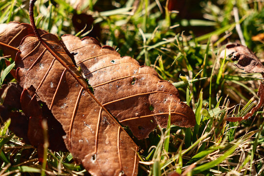 Close up of dry autumn leaf on grass