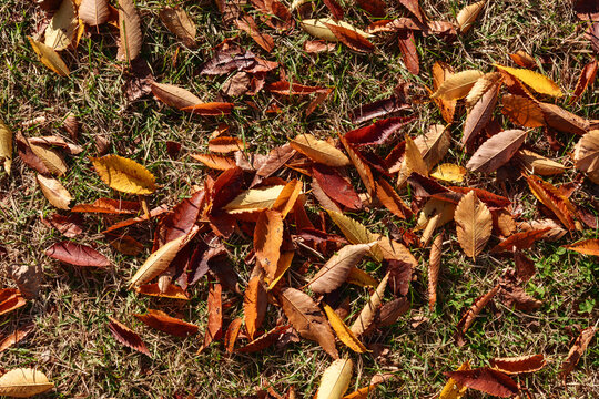 Dry autumn leaves on grass background