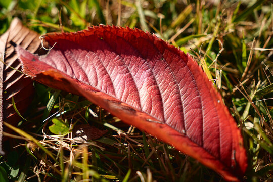 Vibrant red autumn leaf on grass macro