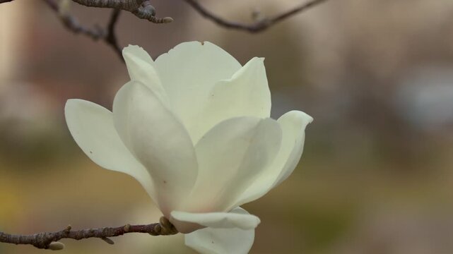 White Yulan Magnolia Blossom Swaying on Branch in Spring