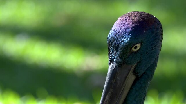 Close Up of Black-Necked Stork Head with Iridescent Feathers