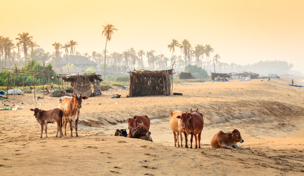 Cattle resting on tropical beach with palm trees, Chilaw, Sri Lanka