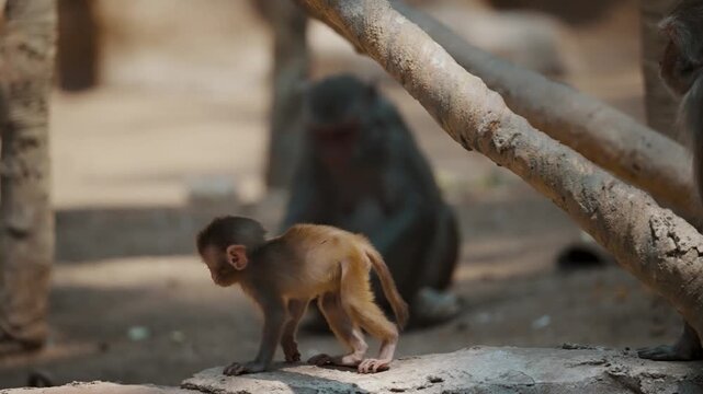Small baby of Monkey