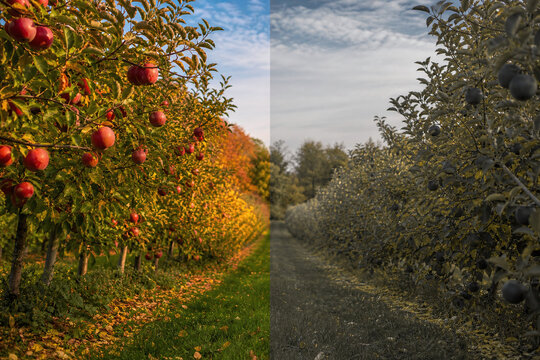 Autumn apple orchard with protanopia color vision comparison
