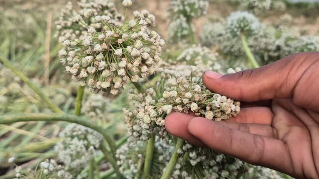 Close Up Of Farmer Hand Inspecting Onion Seed Flower Umbels In Field