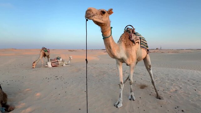 Camel on Lead Rope in Wide Desert Sandscape at Sunset. Douz, Tunisia.