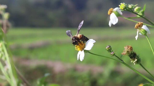 Beautiful 4K cinematic close up of a Giant Honey Bee (Apis dorsata) feeding among white Bidens pilosa flowers along a rice field in sunny daylight, revealing natural pollen transfer and tropical