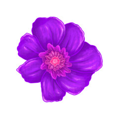 Naklejka premium Purple Anemone Flower Watercolor Botanical Clipart