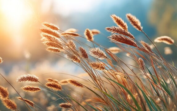Golden wheat grass swaying gently in warm sunlight during late afternoon