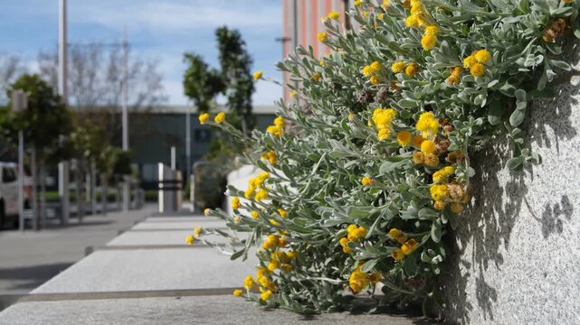 Chrysocephalum apiculatum (commonly known as yellow buttons or common everlasting), an Australian native groundcover plant spills over the edge of a concrete retaining wall or planter box&nbsp;