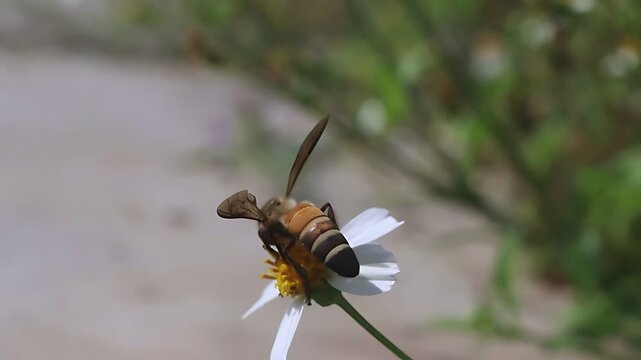 Cinematic 4K close up of a Giant Honey Bee (Apis dorsata) foraging on white Bidens pilosa flowers in full daylight, documenting nectar feeding and pollen collection in a tropical habitat