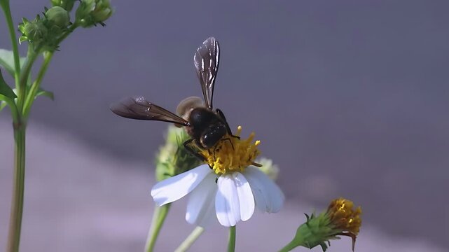 Cinematic 4K close up of a Giant Honey Bee (Apis dorsata) foraging on white Bidens pilosa flowers in full daylight, documenting nectar feeding and pollen collection in a tropical habitat