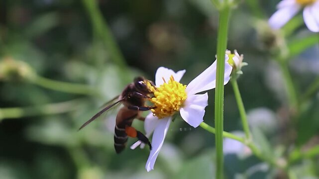 Cinematic 4K close up of a Giant Honey Bee (Apis dorsata) visiting white Bidens pilosa flowers in full daylight, documenting nectar feeding and pollen collection in a vibrant tropical habitat