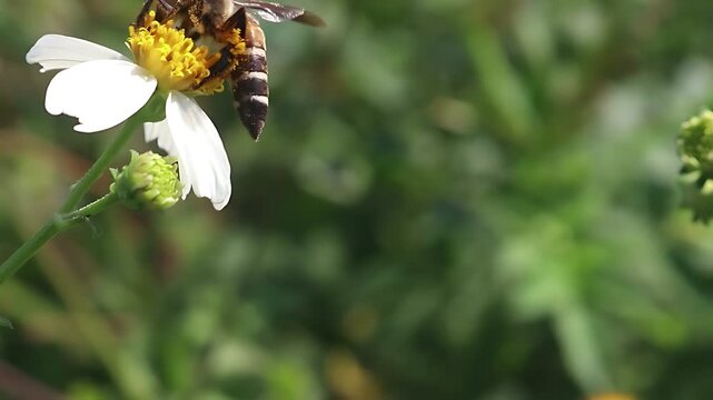 Cinematic 4K close up of a Giant Honey Bee (Apis dorsata) foraging on white Bidens pilosa flowers in warm morning light, documenting authentic nectar feeding and pollen collection in nature