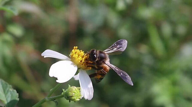 Cinematic 4K close up of a Giant Honey Bee (Apis dorsata) foraging on white Bidens pilosa flowers in warm morning light, documenting authentic nectar feeding and pollen collection in nature