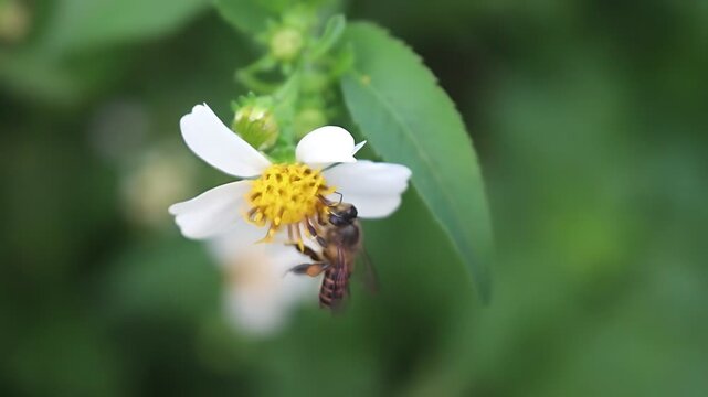 Cinematic 4K close up of a Giant Honey Bee (Apis dorsata) foraging on white Bidens pilosa flowers in warm morning light, documenting authentic nectar feeding and pollen collection in nature