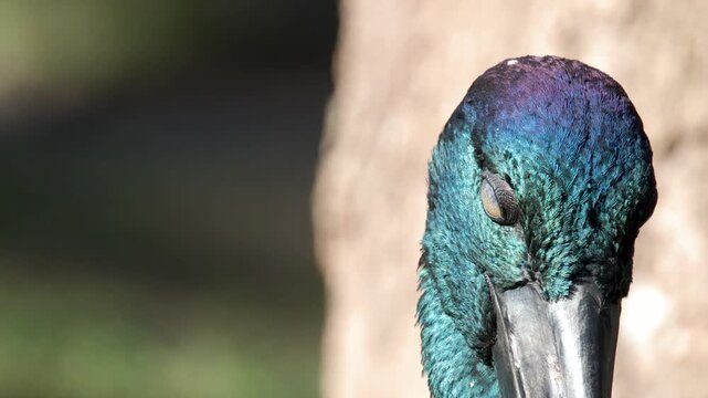 Close Up of Black-Necked Stork Head and Iridescent Feathers