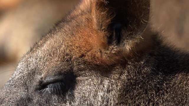 Close Up Profile of a Swamp Wallaby Resting in Sunlight
