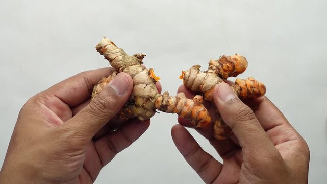 Hands breaking fresh turmeric root over white background to reveal bright orange interior